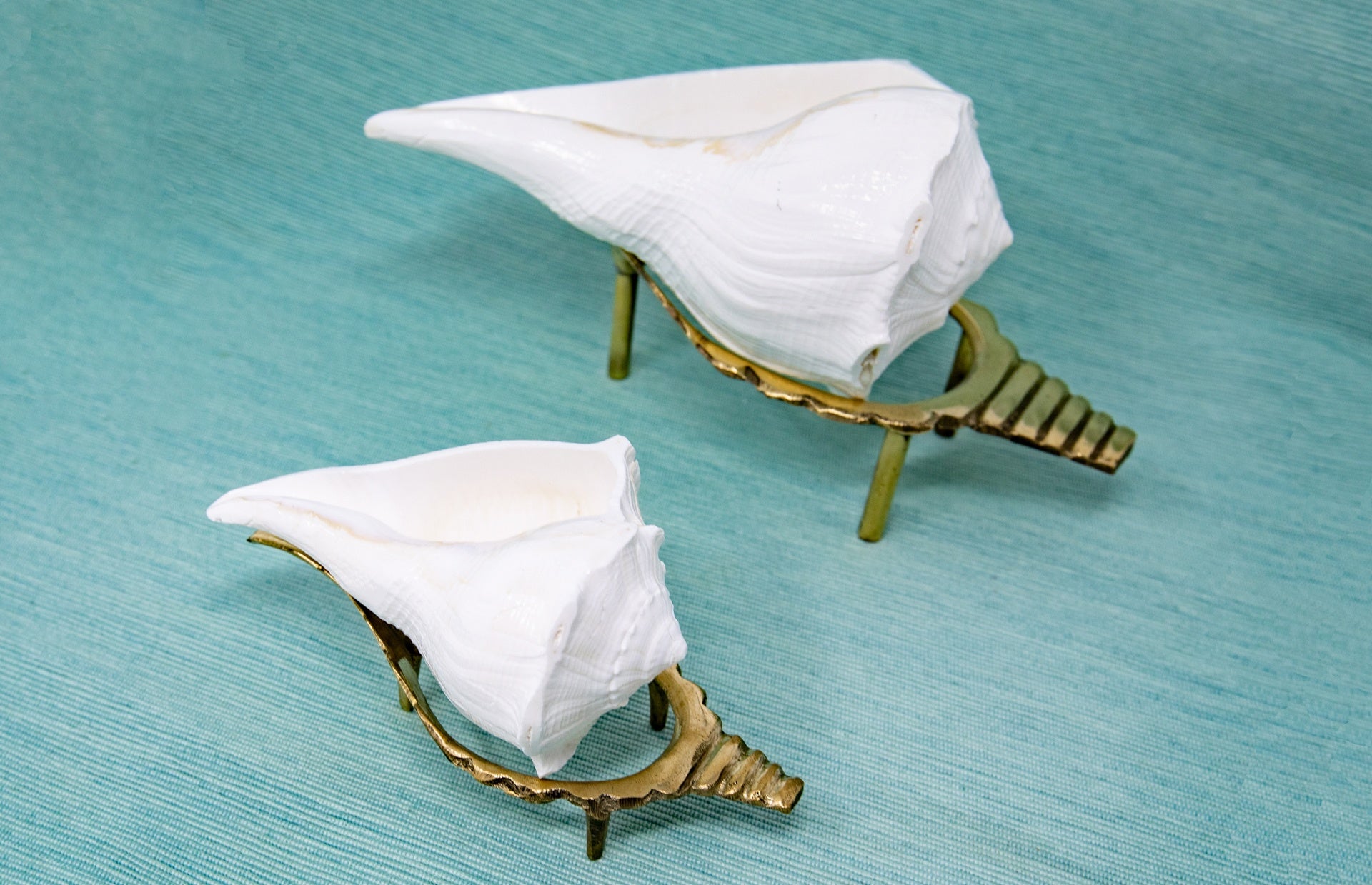 Abhishekam Conch / Shankha, mano destra, dimensioni medio-piccole