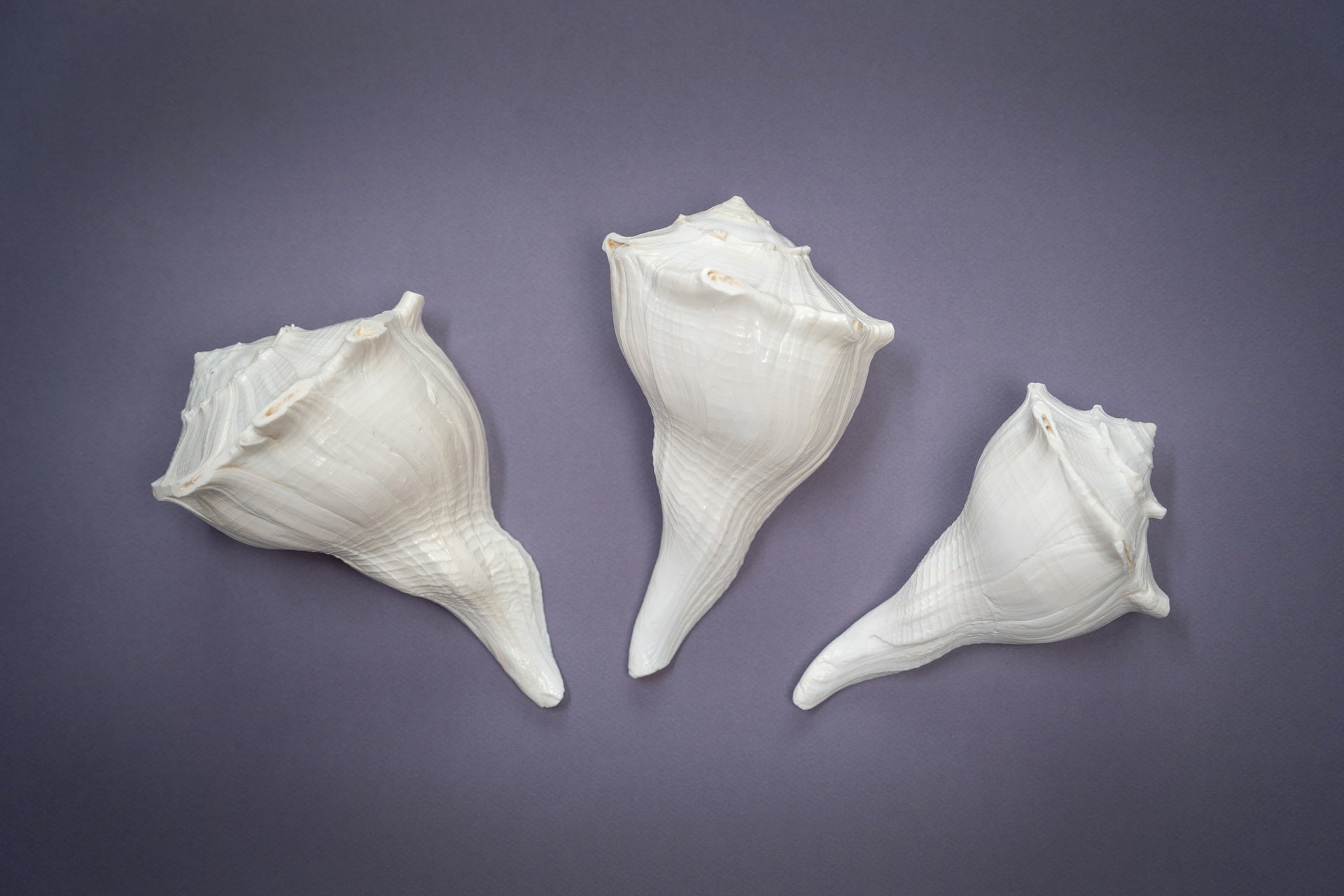 Abhishekam Conch / Shankha, mano destra, grandi dimensioni