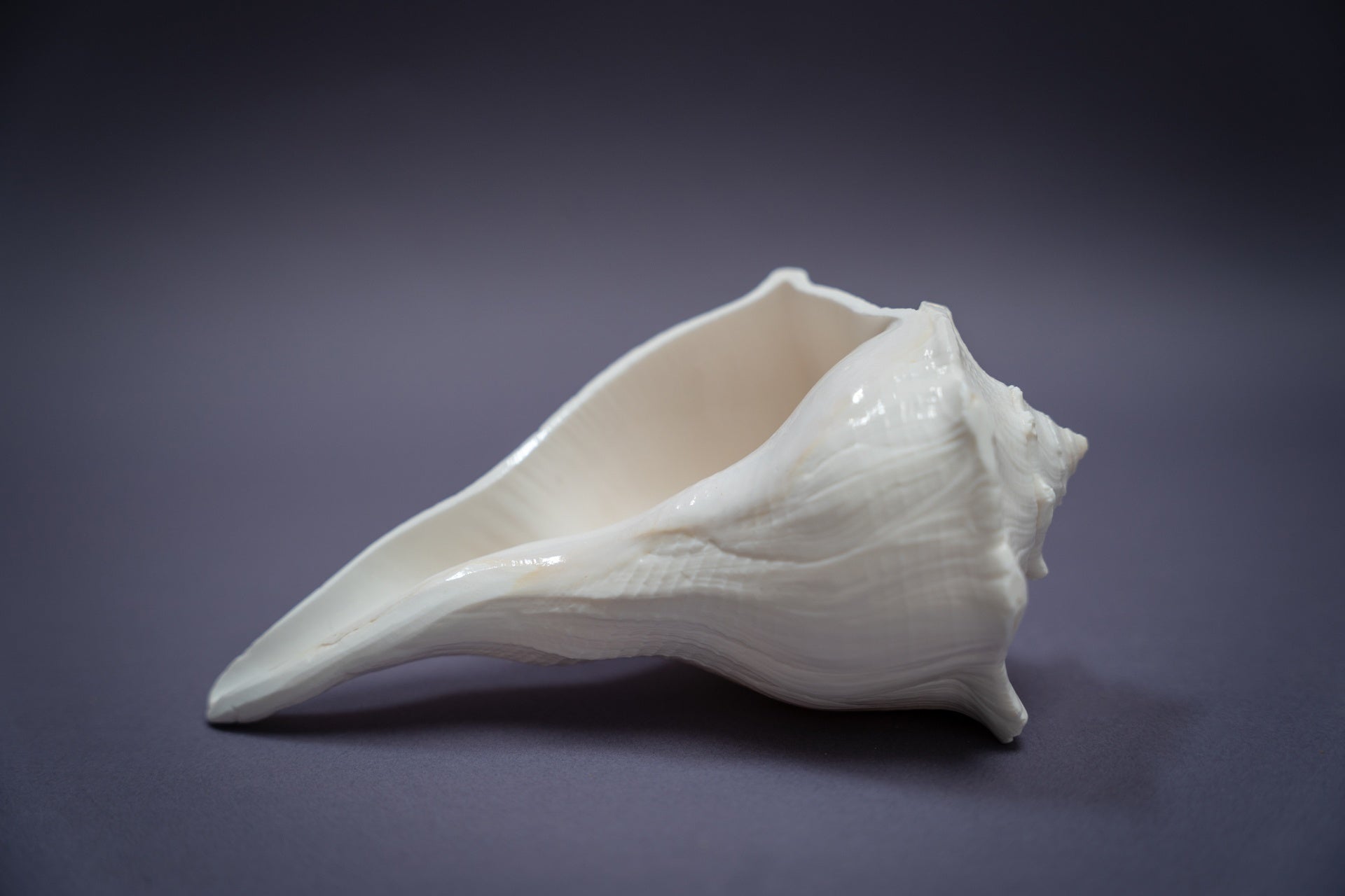 Abhishekam Conch / Shankha, mano destra, grandi dimensioni